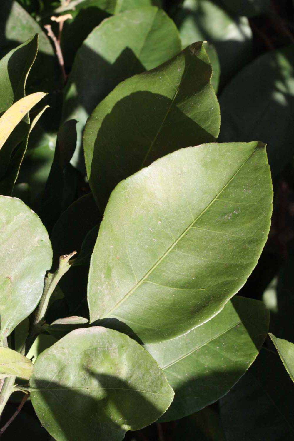              Sun leaves (Riverside, CA)       